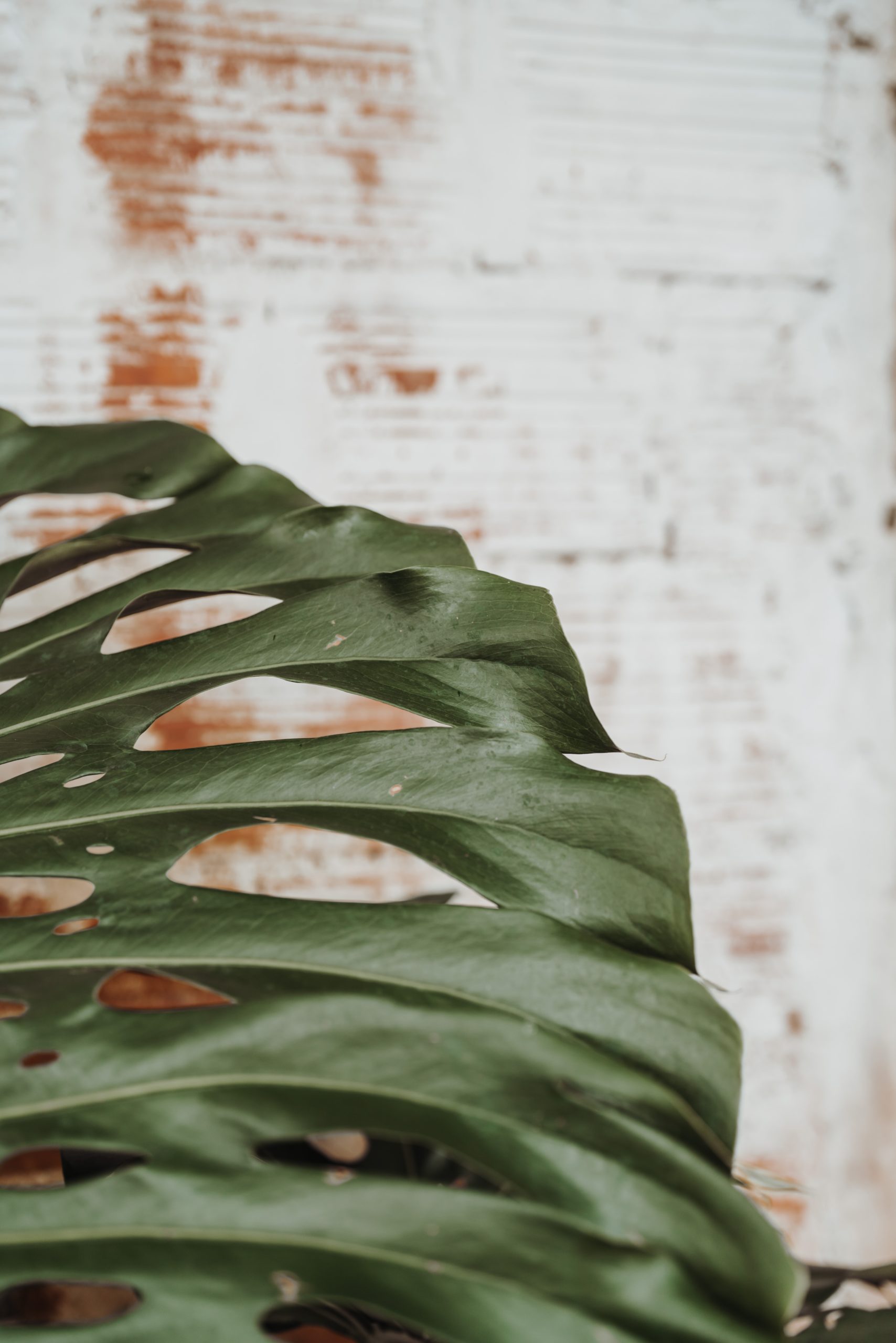 jasmin-ne-5hbNi5VEfDw-unsplash